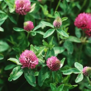 Червена детелина фуражна /Red Clover