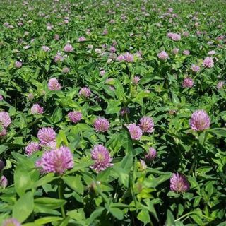 Червена детелина фуражна /Red Clover