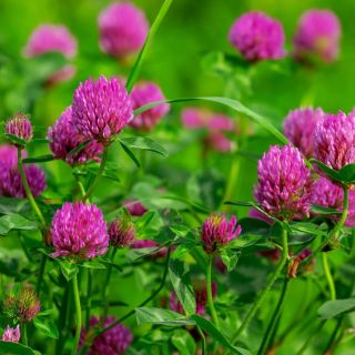 Червена детелина фуражна /Red Clover