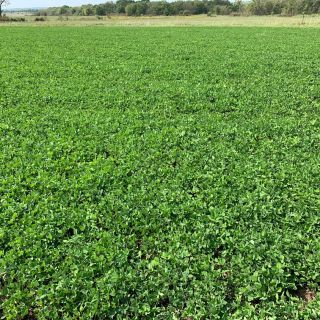 Червена детелина фуражна /Red Clover
