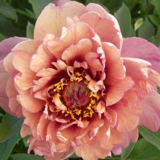 Дървовиден божур Itoh Hillary /Итох Хилари/