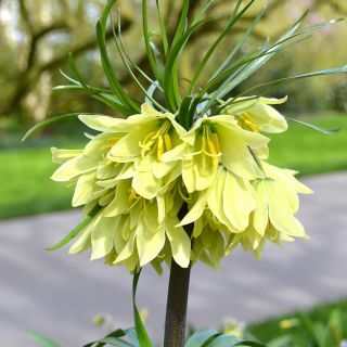 Frititllaria raddeana -единствената бяла кралска ароматна