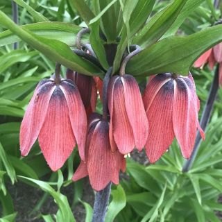 Frititllaria Red Beauty Фритилария кралска
