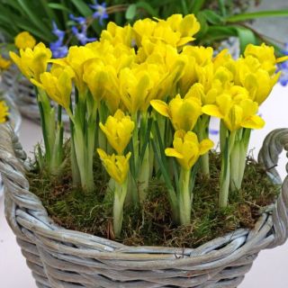 Iris Reticulata Danfordiae- 10бр