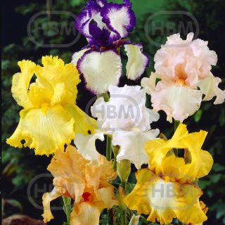 Iris GERMANICA MIX -5бр.