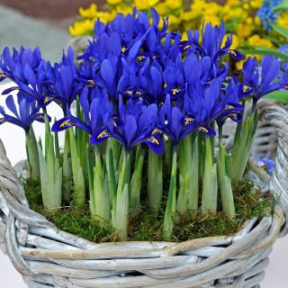 Iris Reticulata Harmony- 10бр