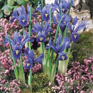 Iris Reticulata Harmony- 10бр