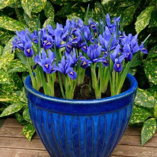 Iris Reticulata Harmony- 10бр