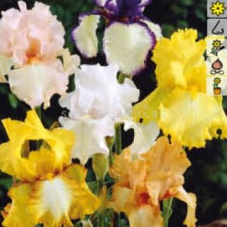 Iris GERMANICA MIX -5бр.