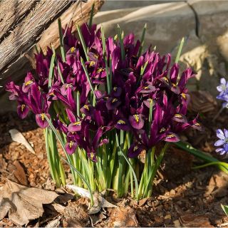 Iris Reticulata Purple Gem- 10бр