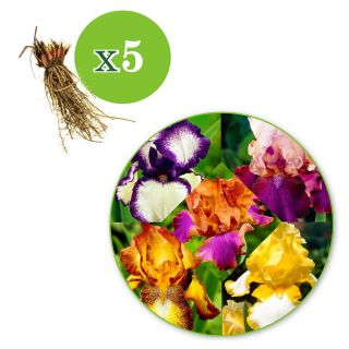 Iris GERMANICA MIX -5бр.