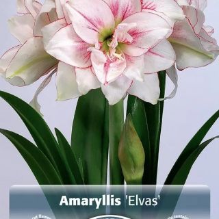 Амарилис DOUBLE Elvas
