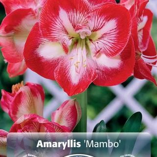 Амарилис Mambo /НОВО/